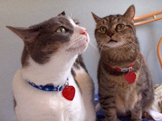 cats