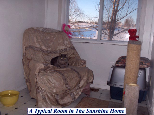 Typical Room at The Sunshine Home at This Old Cat
